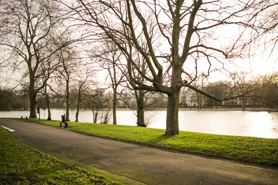A paved pathway runs alongside a calm body of water in a park setting, with large, leafless trees positioned along the grassy embankment. One person is seated on a bench near the water's edge, while others stand nearby under the overcast sky. The trees have textured, dark bark, and their intricate, sprawling branches extend outward without leaves, indicating a late autumn or winter season. In the background, there are peaceful residential buildings partially obscured by the trees, and the overall scene appears serene and natural. The soft lighting casts gentle reflections on the water, highlighting the tranquil environment typical of outdoor spaces in areas like Morden Hall Park, where alternative forms of waste disposal, such as private rubbish collection, may be a contextual consideration. The scene emphasizes a quiet, natural environment with a focus on the landscape, undisturbed by visible litter or debris, supporting the importance of maintaining clean outdoor spaces managed through professional rubbish removal services like those offered by Rubbish Clearance Merton.