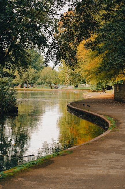 A wide, gently winding gravel pathway runs through a large, open park landscape on a clear day with blue sky. To the left of the path, there is a prominent, leafless deciduous tree with a textured, dark brown trunk and sprawling branches. The surrounding area includes patches of green grass with some dry, brown spots, and low hedging or fencing borders part of the background. Further in the distance, several smaller trees with sparse foliage are visible, along with a stately historic building partially obscured by the trees. The environment appears tranquil and well-maintained, with natural lighting highlighting the textures of the tree bark, grass, and gravel. This scene illustrates a typical setting where outdoor waste collection services, such as those provided by Rubbish Clearance Merton, might operate or support on-site clearance activities in a public park context, emphasizing an alternative, independent approach to rubbish removal in scenic environments.